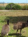 Heckyl and Jeckyl, emus