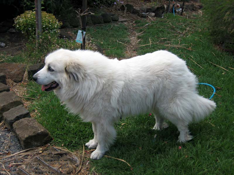 Pyrenean Mountain Dogs - Koroit Pet Resort