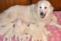 Sweet Chick with her puppies 25 September 2013